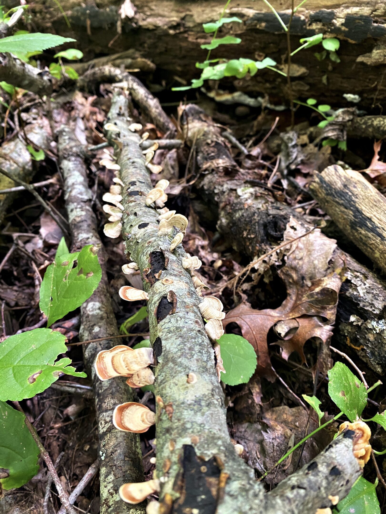 A white pentagram inside a purple circle.