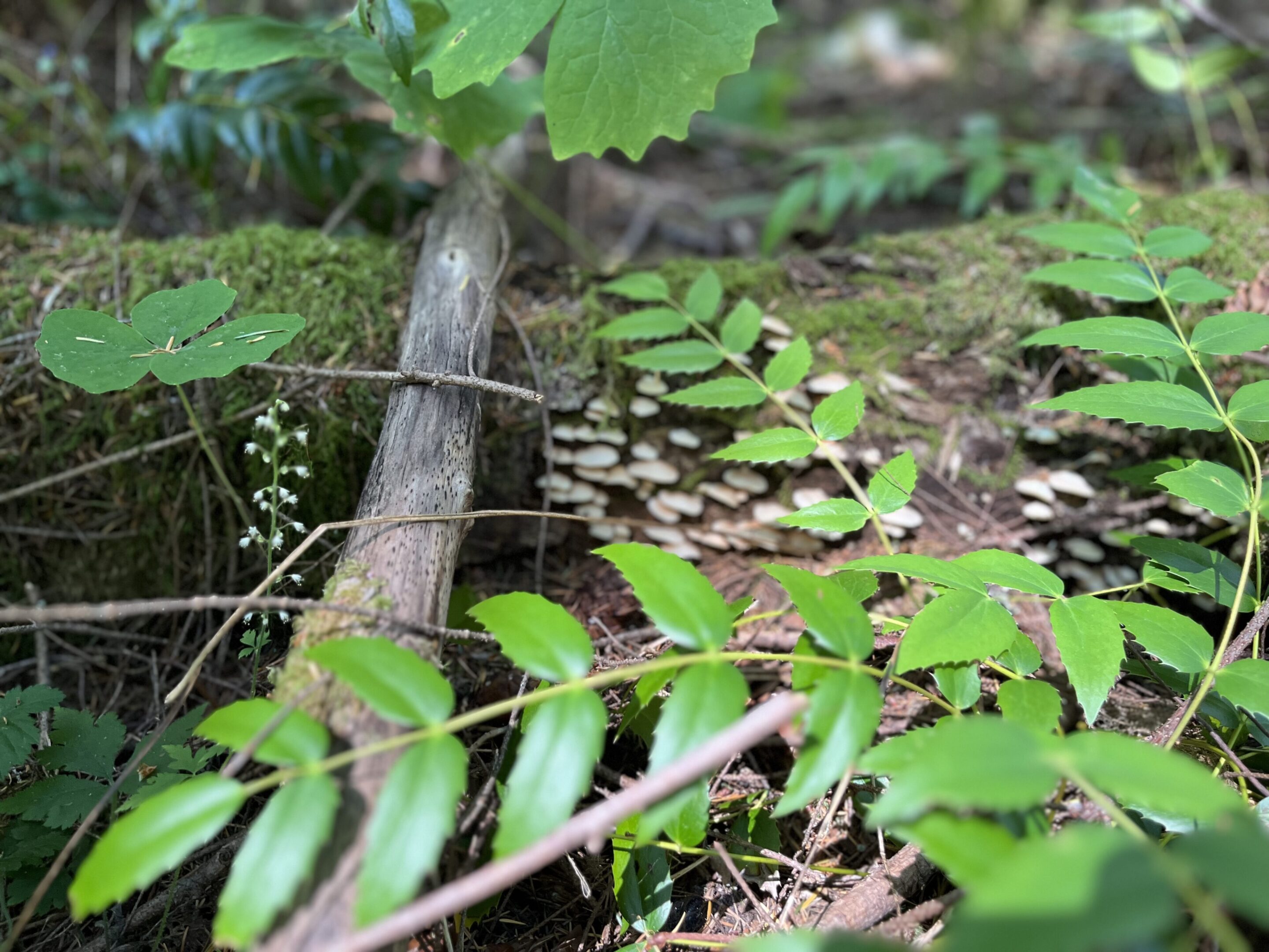 Green leaves and stems on the forest floor near a fallen branch.